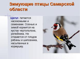Зимующие птицы Самарской области Щегол питается насекомыми и семенами. Осенью и
