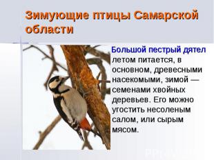 Зимующие птицы Самарской области Большой пестрый дятел летом питается, в основно
