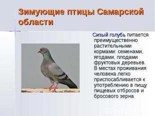 Зимующие птицы Самарской области Сизый голубь питается преимущественно раститель