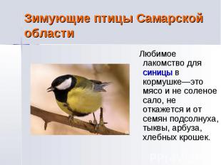 Зимующие птицы Самарской области Любимое лакомство для синицы в кормушке—это мяс