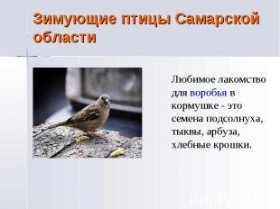 Зимующие птицы Самарской области Любимое лакомство для воробья в кормушке - это