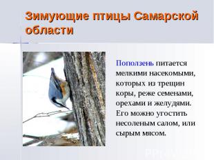 Зимующие птицы Самарской области Поползень питается мелкими насекомыми, которых