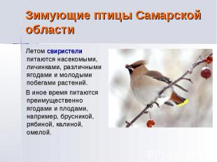 Зимующие птицы Самарской области Летом свиристели питаются насекомыми, личинками