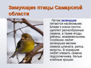 Зимующие птицы Самарской области Летом зеленушки питаются насекомыми. Ближе к ос
