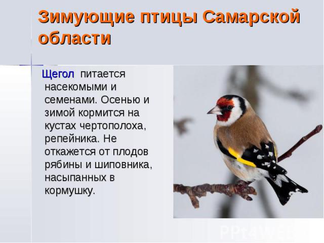 Зимующие птицы Самарской области Щегол питается насекомыми и семенами. Осенью и зимой кормится на кустах чертополоха, репейника. Не откажется от плодов рябины и шиповника, насыпанных в кормушку.
