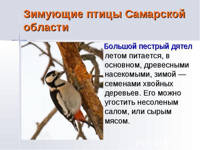 Зимующие птицы Самарской области Большой пестрый дятел летом питается, в основном, древесными насекомыми, зимой — семенами хвойных деревьев. Его можно угостить несоленым салом, или сырым мясом.
