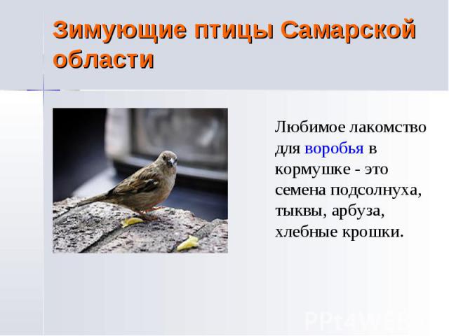 Зимующие птицы Самарской области Любимое лакомство для воробья в кормушке - это семена подсолнуха, тыквы, арбуза, хлебные крошки.