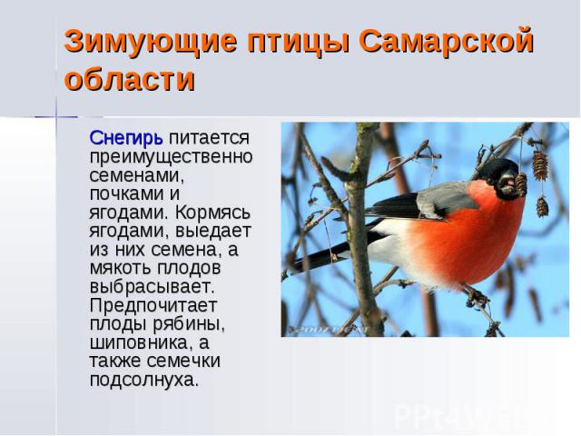 Зимующие птицы Самарской области Снегирь питается преимущественно семенами, почками и ягодами. Кормясь ягодами, выедает из них семена, а мякоть плодов выбрасывает. Предпочитает плоды рябины, шиповника, а также семечки подсолнуха.