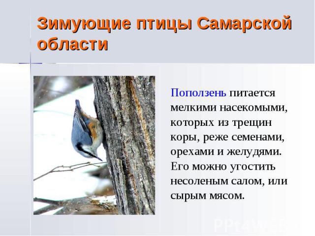 Зимующие птицы Самарской области Поползень питается мелкими насекомыми, которых из трещин коры, реже семенами, орехами и желудями. Его можно угостить несоленым салом, или сырым мясом.