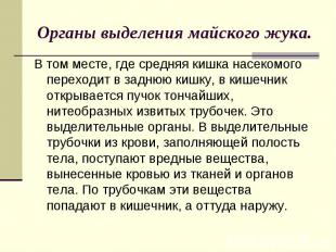 Органы выделения майского жука. В том месте, где средняя кишка насекомого перехо