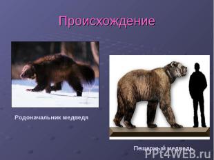 Происхождение Родоначальник медведяПещерный медведь