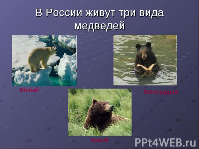 В России живут три вида медведей