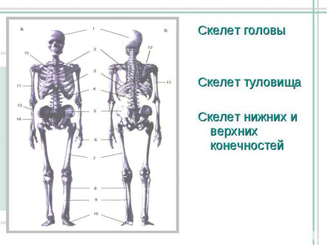 Скелет головы Скелет головы Скелет туловища Скелет нижних и верхних конечностей