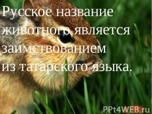 Русское название животного являетсязаимствованием из татарского языка.