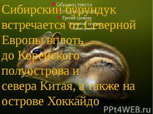 Сибирский бурундук встречается от Северной Европы вплоть до Корейского полуостро