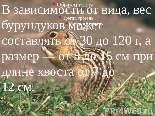 В зависимости от вида, вес бурундуков может составлять от 30 до 120 г, а размер — от 5 до 15 см при длине хвоста от 7 до 12 см. 