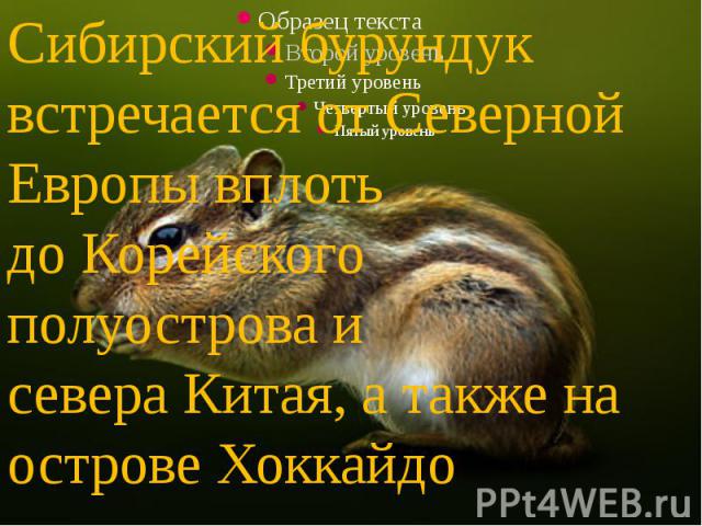 Сибирский бурундук встречается от Северной Европы вплоть до Корейского полуострова и севера Китая, а также на острове Хоккайдо