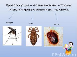 Кровососущие –это насекомые, которые питаются кровью животных, человека.