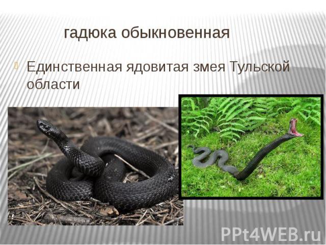 гадюка обыкновенная Единственная ядовитая змея Тульской области