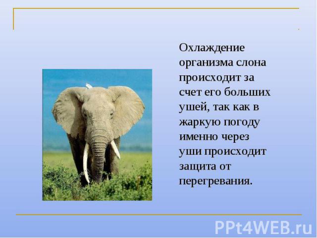 Охлаждение организма слона происходит за счет его больших ушей, так как в жаркую погоду именно через уши происходит защита от перегревания.