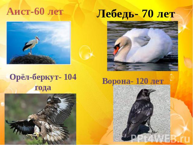 Аист-60 летОрёл-беркут- 104 годаЛебедь- 70 летВорона- 120 лет