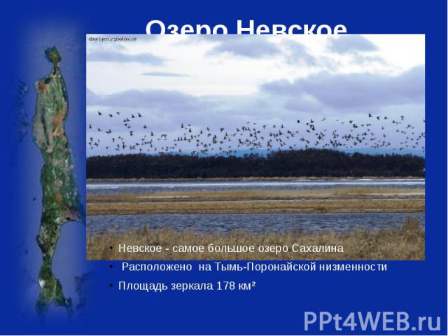 Озеро Невское Невское - самое большое озеро Сахалина Расположено на Тымь-Поронайской низменностиПлощадь зеркала 178 км²