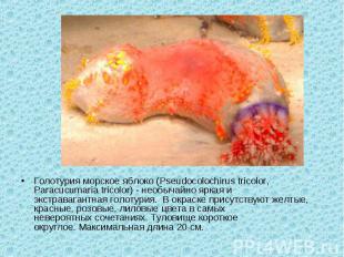 Голотурия морское яблоко (Pseudocolochirus tricolor, Paracucumaria tricolor) - н