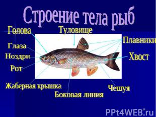 Строение тела рыб
