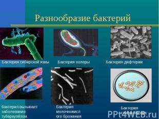 Разнообразие бактерий Бактерия сибирской язвыБактерия холерыБактерия дифтериибак