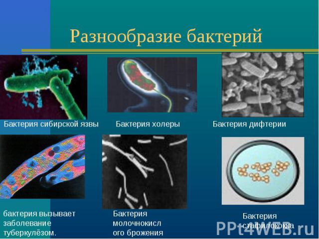 Разнообразие бактерий Бактерия сибирской язвыБактерия холерыБактерия дифтериибактерия вызывает заболевание туберкулёзом.Бактерия молочнокислого броженияБактерия стафилококка