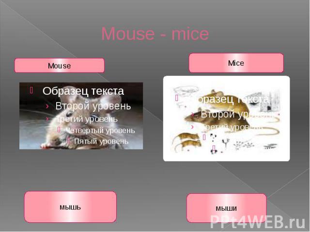 Mouse - mice