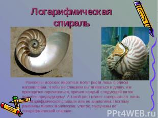 Логарифмическая спираль Раковины морских животных могут расти лишь в одном напра