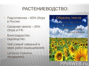 РАСТЕНИЕВОДСТВО: Подсолнечник – 60% сбора в России;Сахарная свекла – 25% сбора в