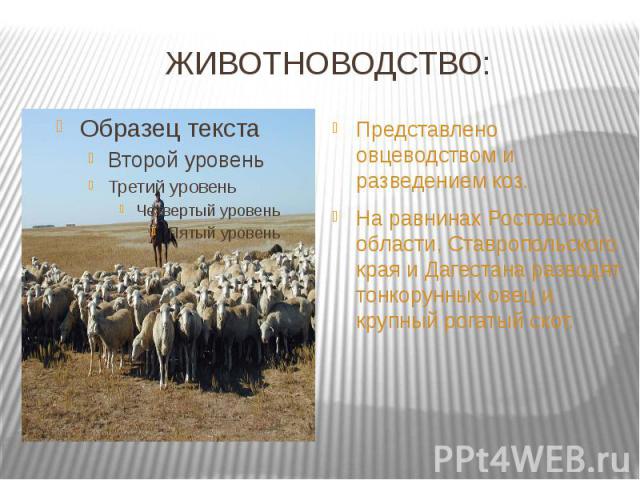 ЖИВОТНОВОДСТВО: Представлено овцеводством и разведением коз.На равнинах Ростовской области, Ставропольского края и Дагестана разводят тонкорунных овец и крупный рогатый скот.