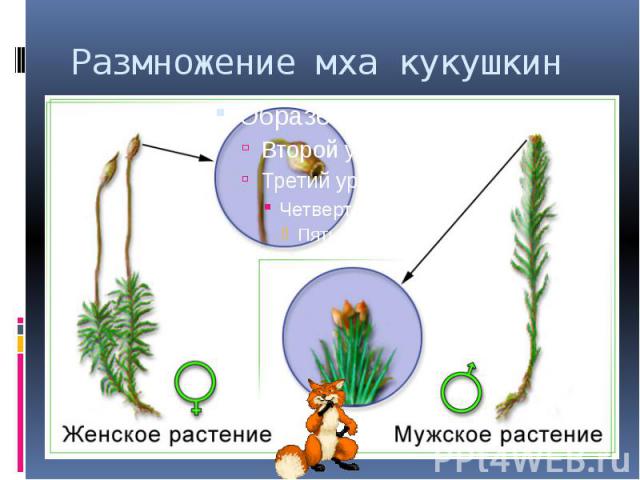 Схема размножения мха начиная с оплодотворения