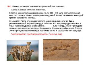 № 2. Гепард — хищное млекопитающее семейства кошачьих, самое быстрое наземное жи