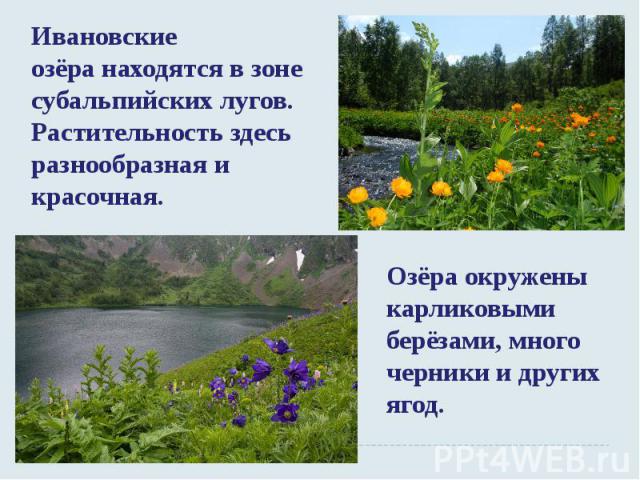 Ивановские озёра находятся в зоне субальпийских лугов. Растительность здесь разнообразная и красочная. Озёра окружены карликовыми берёзами, много черники и других ягод.