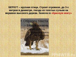 БЕРКУТ – крупная птица. Строит огромное, до 3-х метров в диаметре, гнездо из тол