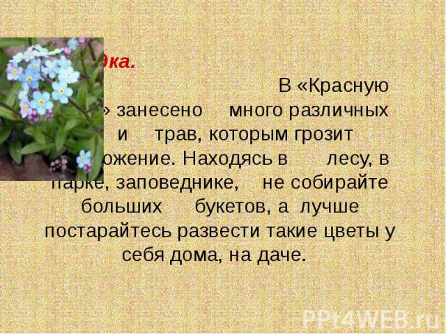 Незабудка. В «Красную книгу» занесено много различных цветов и трав, которым грозит уничтожение. Находясь в лесу, в парке, заповеднике, не собирайте больших букетов, а лучше постарайтесь развести такие цветы у себя дома, на даче.