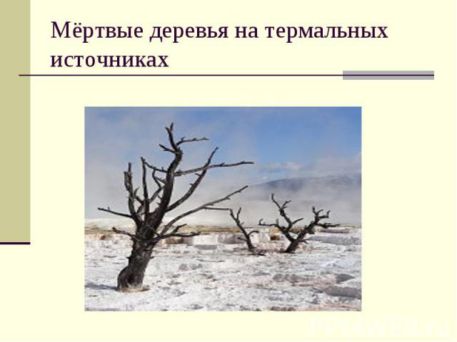 Мёртвые деревья на термальных источниках