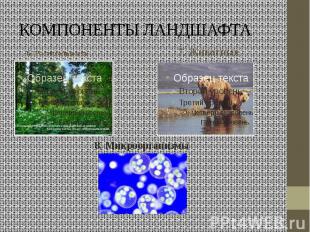 КОМПОНЕНТЫ ЛАНДШАФТА 6. Растительность7. Животные8. Микроорганизмы