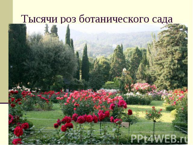 Тысячи роз ботанического сада