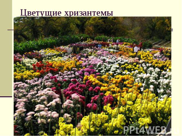 Цветущие хризантемы