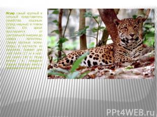 Ягуар самый крупный и сильный представитель семейства кошачьих (отряд хищных) в