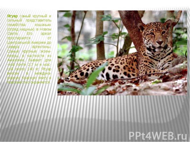 Ягуар самый крупный и сильный представитель семейства кошачьих (отряд хищных) в Новом Свете. Его ареал простирается от Центральной Америки до севера Аргентины. Самые крупные экзем- пляры, в частности из Амазонии, бывают дли -ной почти 2,7 м и мас- с…