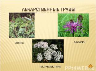 Лекарственные травы татарстана с картинками и названиями