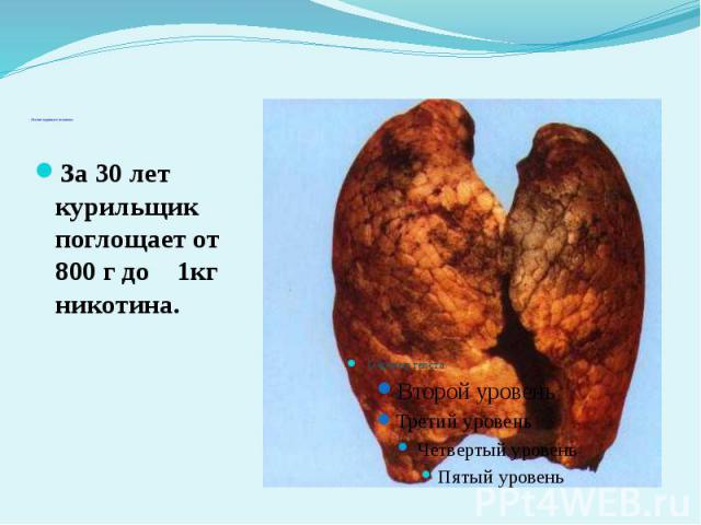 Легкие курящего человека За 30 лет курильщик поглощает от 800 г до 1кг никотина.