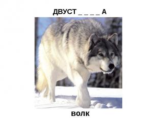 ДВУСТ _ _ _ _ А   (охотничье ружьё)волк