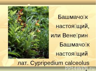 Башмачок настоящий,или Венерин Башмачок настоящий лат. Cypripedium calceolus