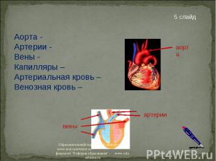 Аорта - Артерии - Вены - Капилляры – Артериальная кровь – Венозная кровь –